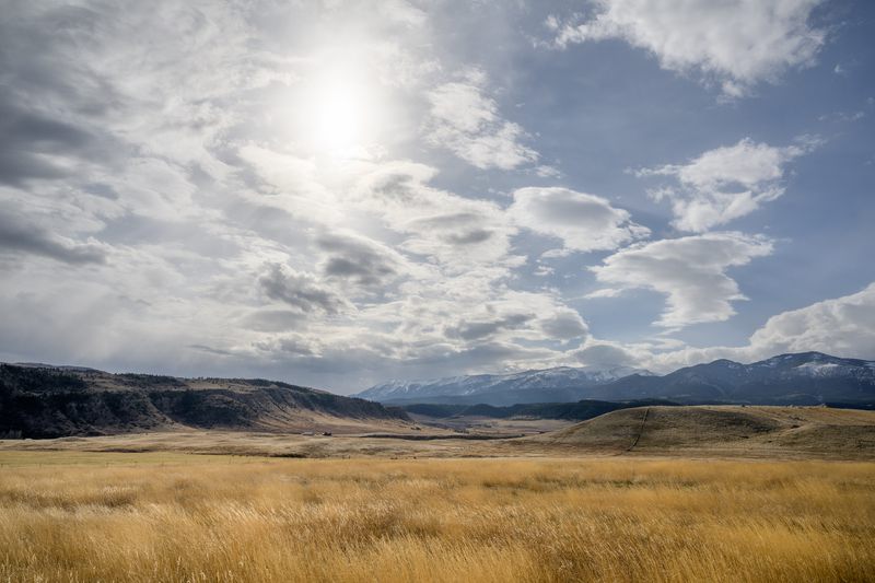 An image of a subtle valley full of golden wheat ready for harvest, shouldered by a butte rising sharply, all under a blue sky and brilliant sun, scattered with puffy white clouds drifting in over the Beartooth Mountains in Montana.